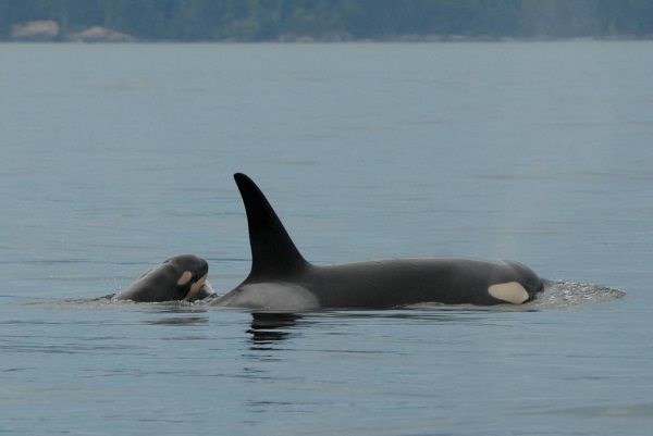 An endangered southern resident killer whale has given birth to her first calf. According to the Cen
