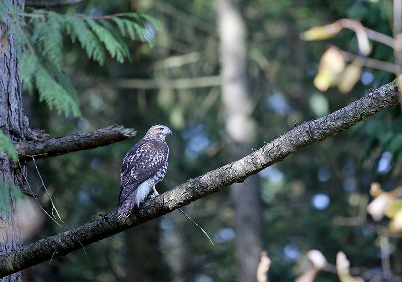 Hawk tree