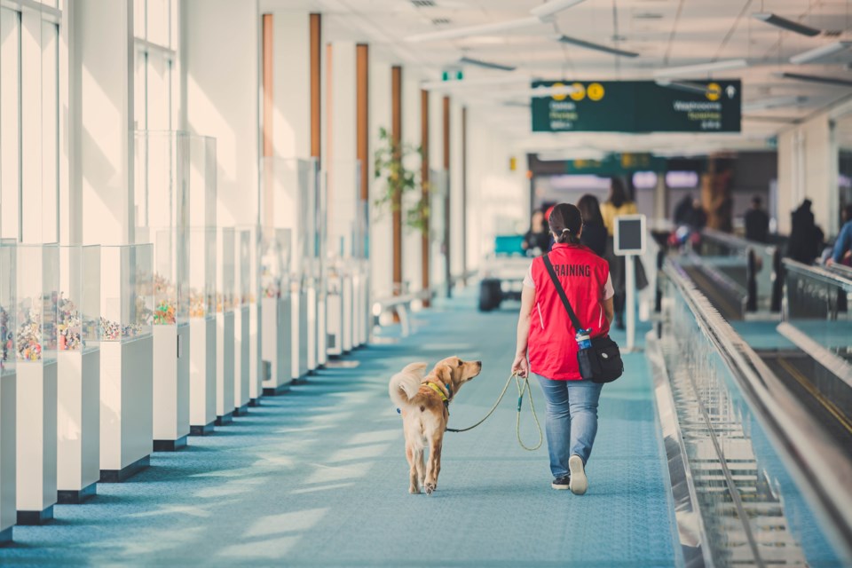 A service dog in training was accompanying a handler to walk through the airport during a familiarization tour at YVR. Photo submited