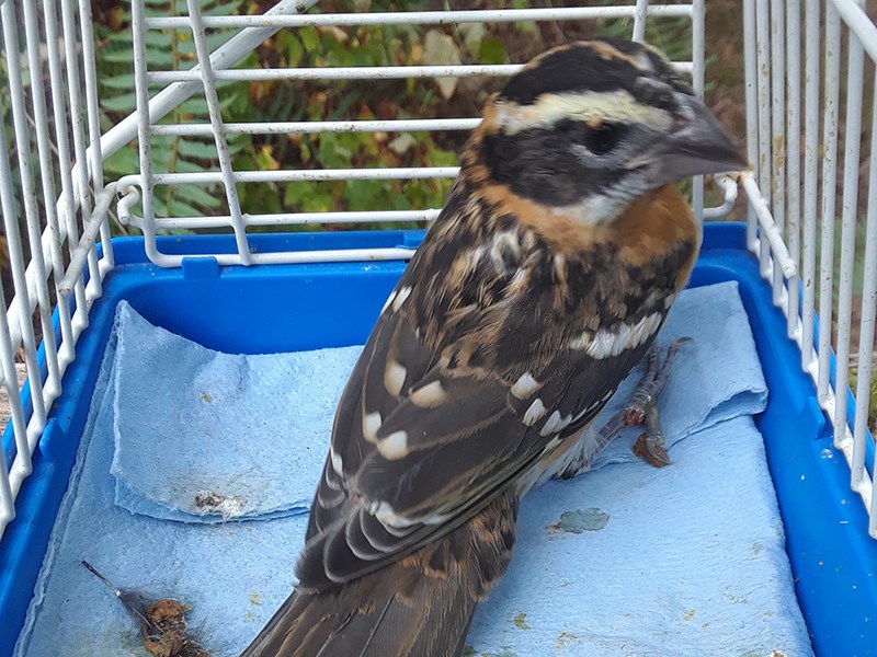 Powell River Orphaned Wildlife Society