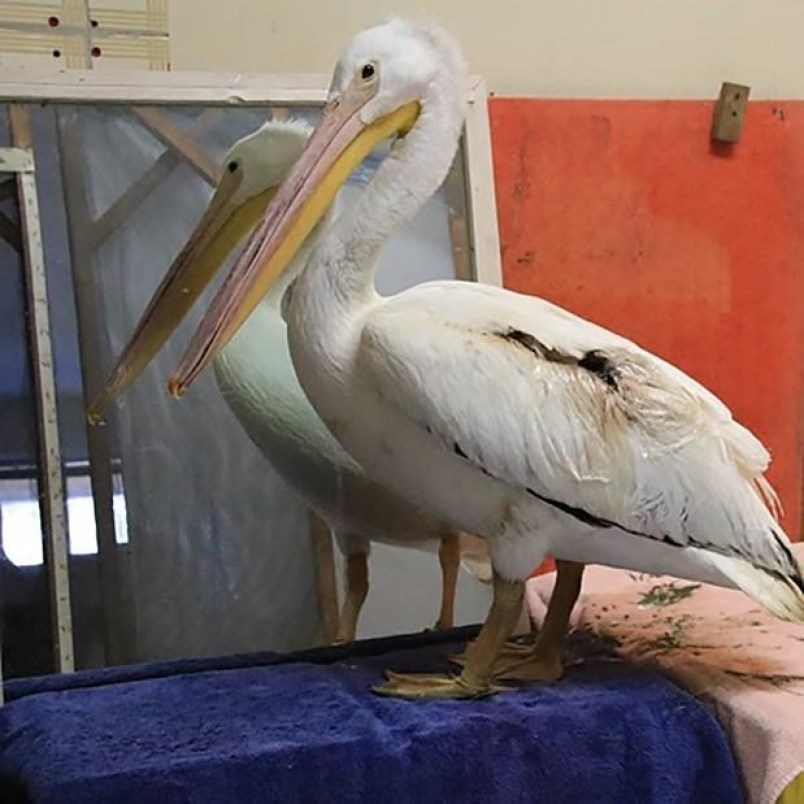 pelican burnaby