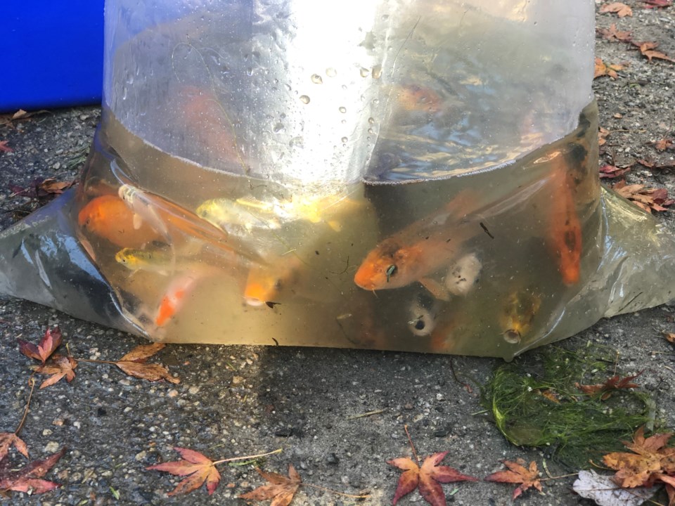 rescued koi