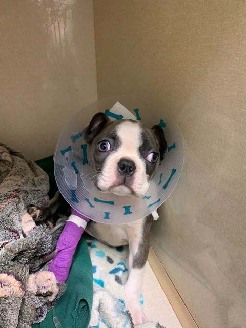 Callie, an eight-week-old Boston terrier, became ill after eating a mushroom in a park next to Westwind elementary. Photos submitted