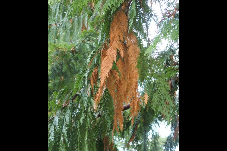 Cedar "flagging" in late summer and early autumn is a normal process of annual renewal as trees rid themselves of old foliage. Dry, browned patches appear throughout a tree and are shed in winter winds and rain.