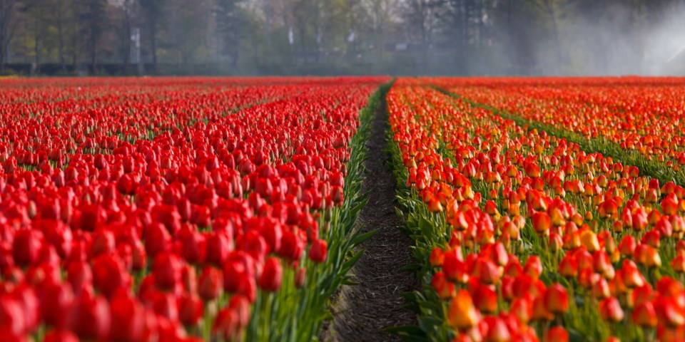 tulips