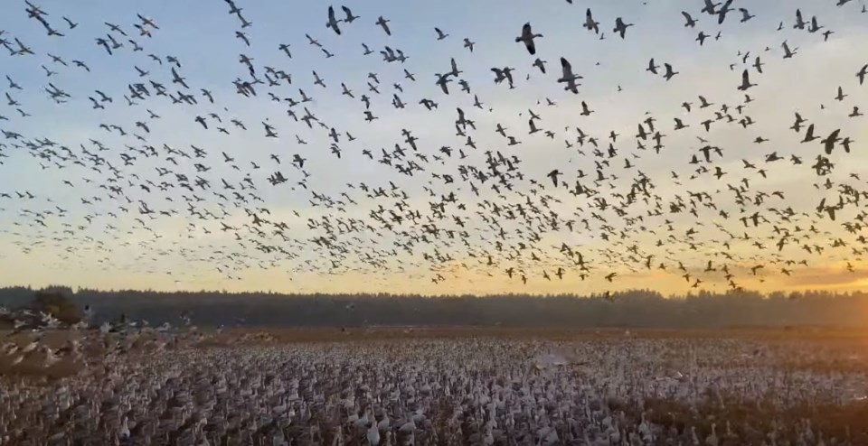 snow geese