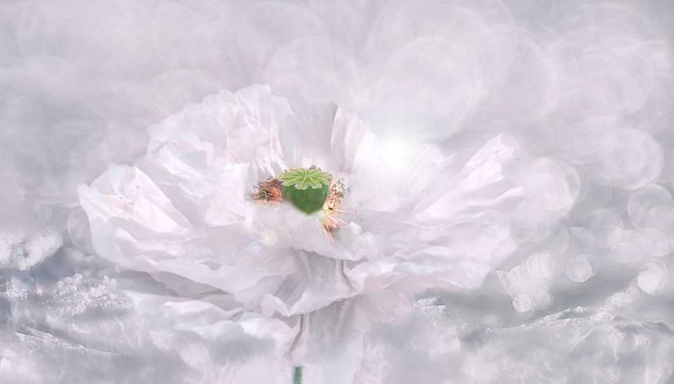 White poppy