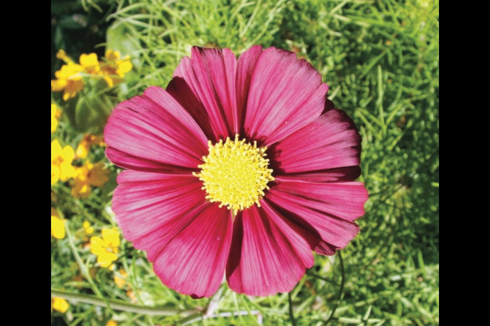 Rubinato is a cosmos with nicely rounded red flowers.