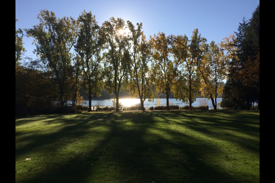 These trees at Deer Lake in Burnaby have been cut down. Chris Au photo