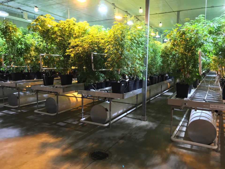 delta cannabis pure sunfarms greenhouse