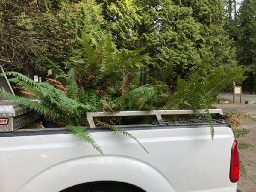 Lynn Canyon ferns