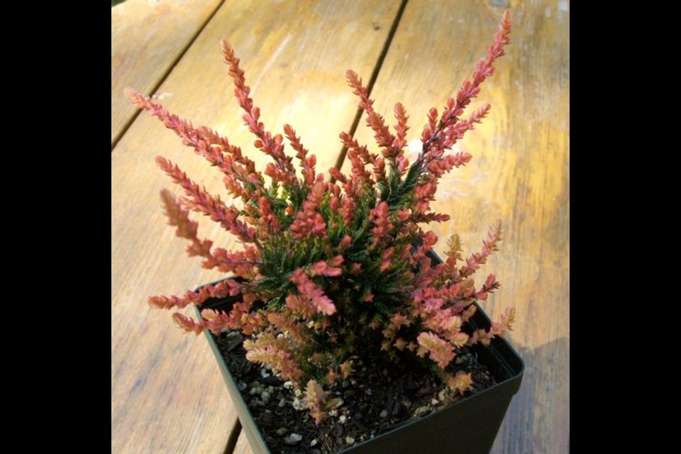 Young heather plants in small pots around 10 cm wide usually transplant more successfully into gardens than older heathers in larger nursery containers.