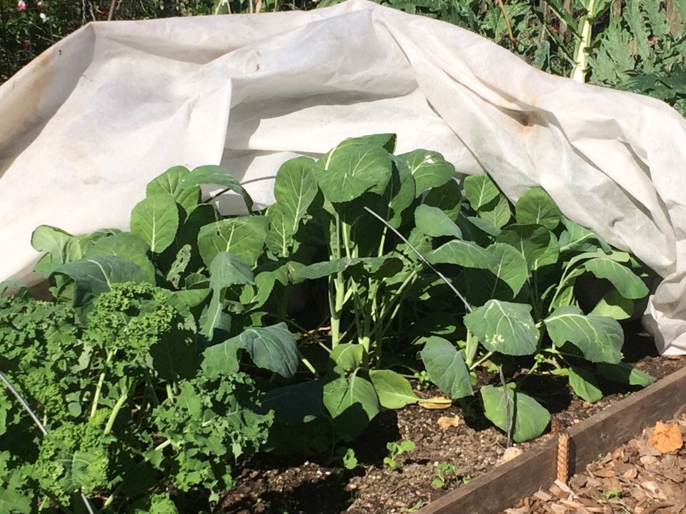 gardening-repeat-44d1ae90-0631-11ea-8292-c46ee8cb3dce.jpg