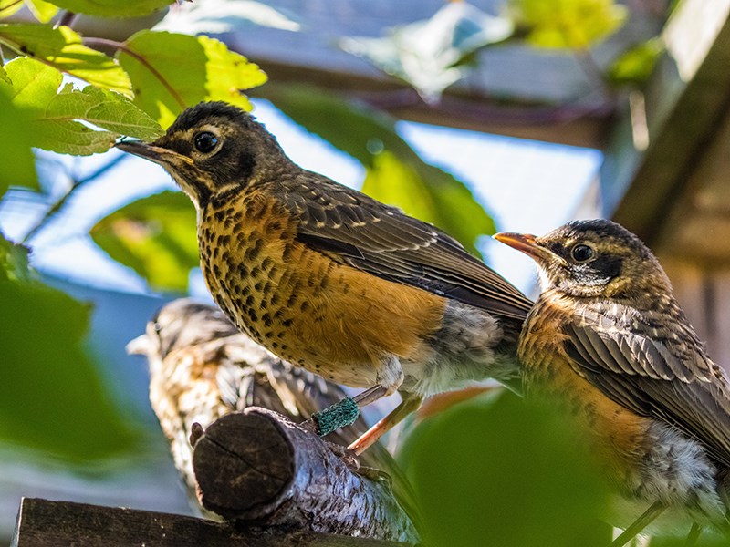 Powell River Orphaned Wildlife Society