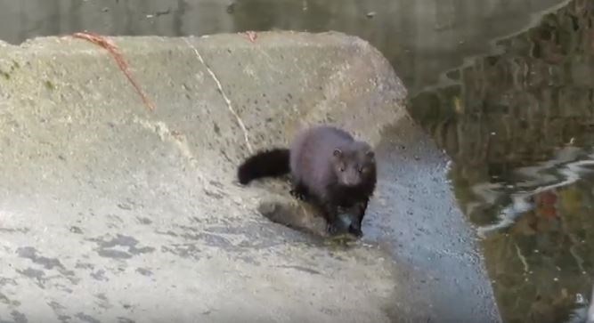 burnaby mink