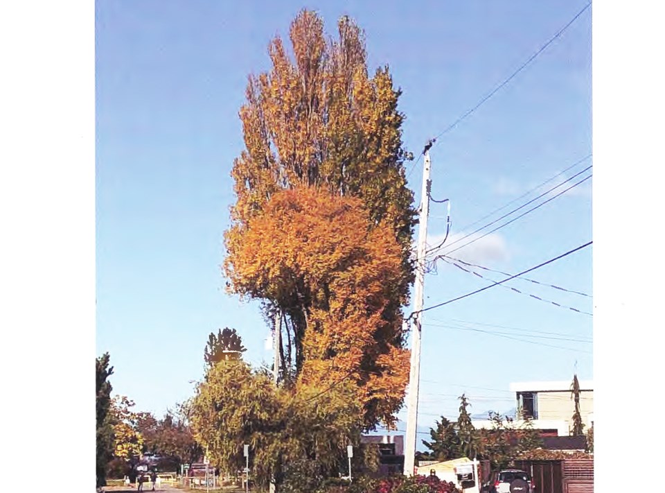 delta giant tree