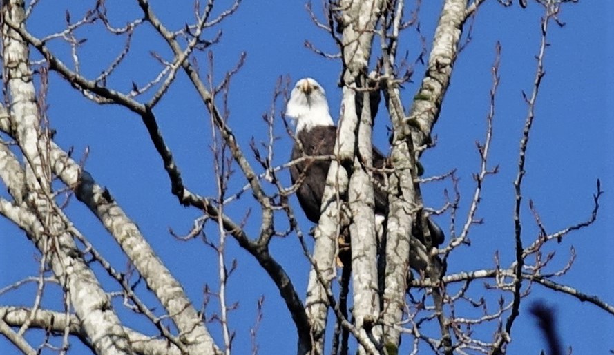 A Burnaby Lake eagle hanging around the new nest. John Preissl photo