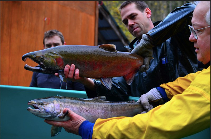 Coho