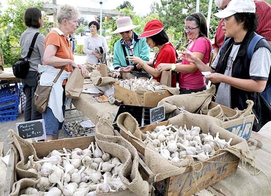 The fourth annual Garlic Festival last weekend at Sharing Farm Terra Nova Rural Park. Garlic lovers came to learn anything and everything about the popular bulb from cooking to medicine.