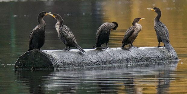 Double-crested Cormorants