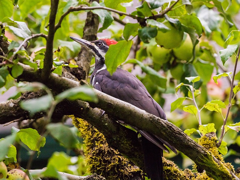 Powell River Orphaned Wildlife Society