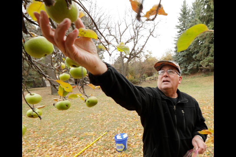 Amateur botanist David Benscoter, of The Lost Apple Project, picks an apple that may be of the Clarke variety in an orchard near Pullman, Washington.