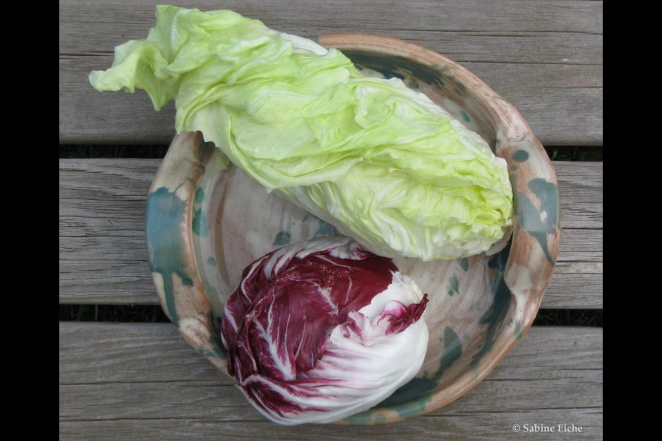 Green Milano radicchio (also called sugarloaf radicchio) and red Chioggia radicchio. Photo: © S. Eiche