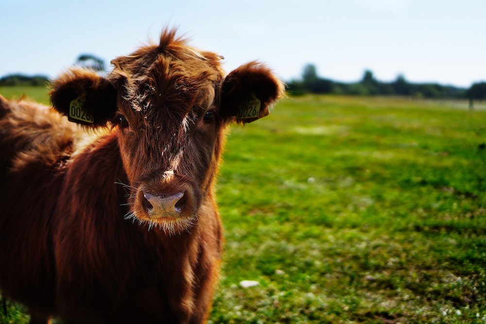 Dr. Corinna Goodine: Shipping Fever in cattle - Alaska Highway News Dr. Corinna Goodine: Shipping Fever in cattle - Alaska Highway News