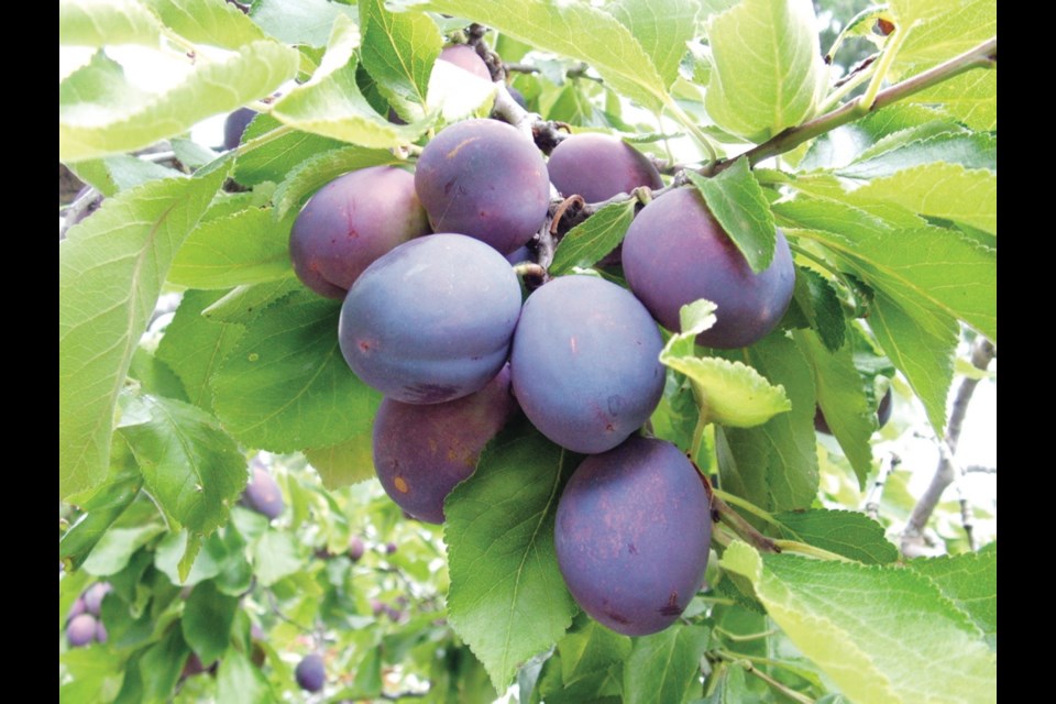 Prune plums do not necessarily produce prolific harvests every year. The health and age of a tree, weather conditions at flowering time, and bee activity all play a part in fruit production.