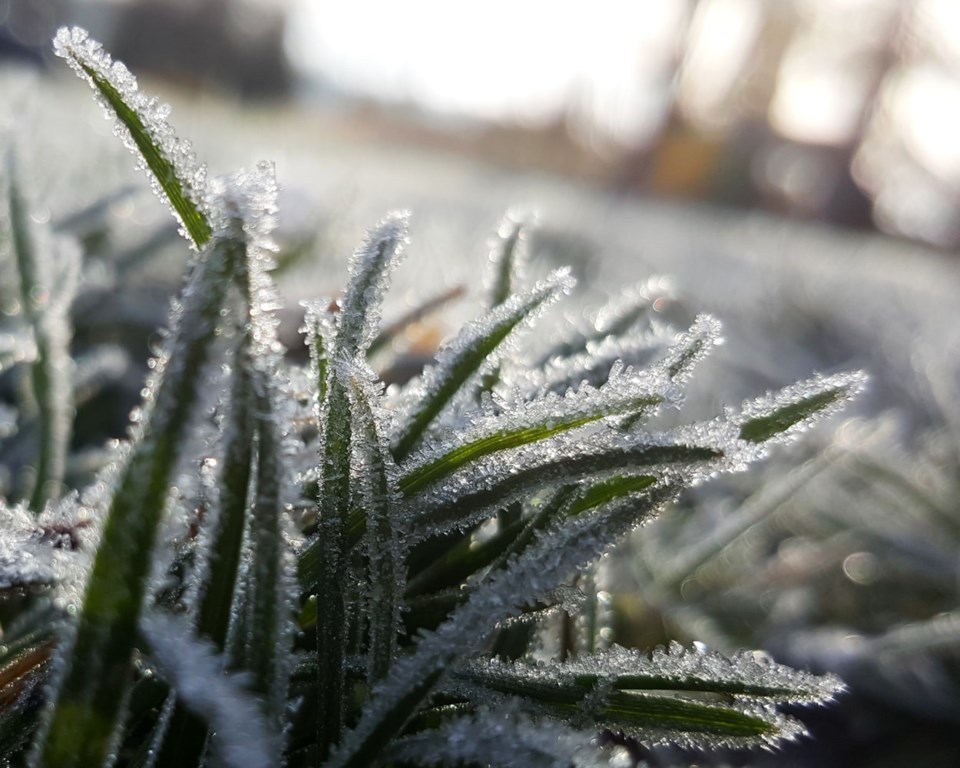 frost on grass stock