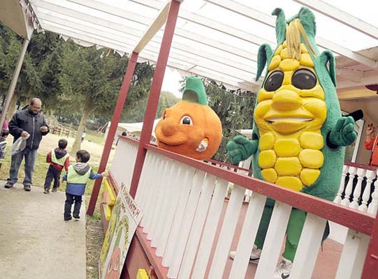 The Richmond Country Farm's Annual Pumpkin Patch is now open daily until Oct. 31st for the young ones to find their perfect pumpkin for Halloween. The first weekend had a record 15,000 swarming the patch looking for their prize pumpkin.
