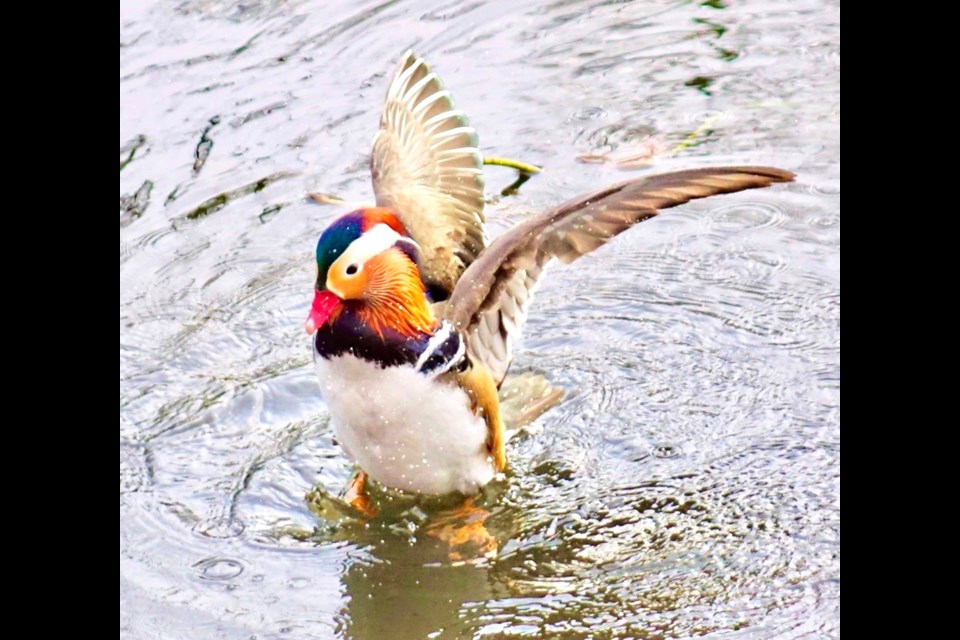Is the Burnaby Lake Mandarin Duck peacocking? Maybe. John Preissl photo