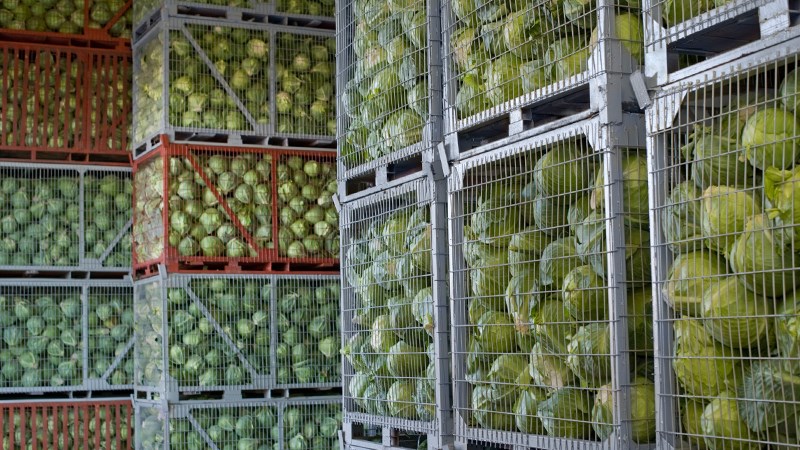 Food produce storage cabbages crates