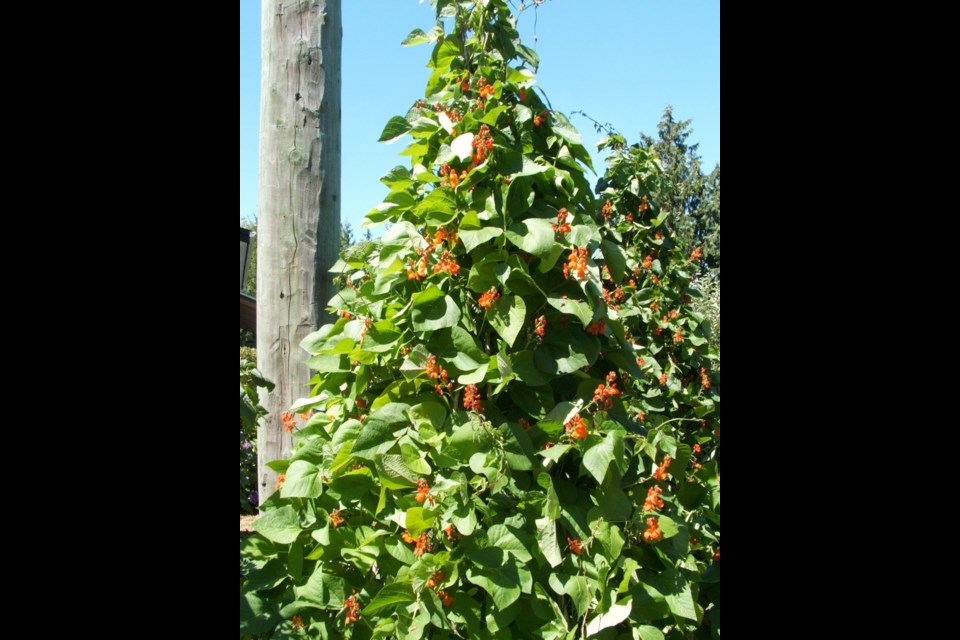 In sheltered locations, the roots of scarlet runner beans sometimes winter over. Mulching with leaves and soil gives them some protection.