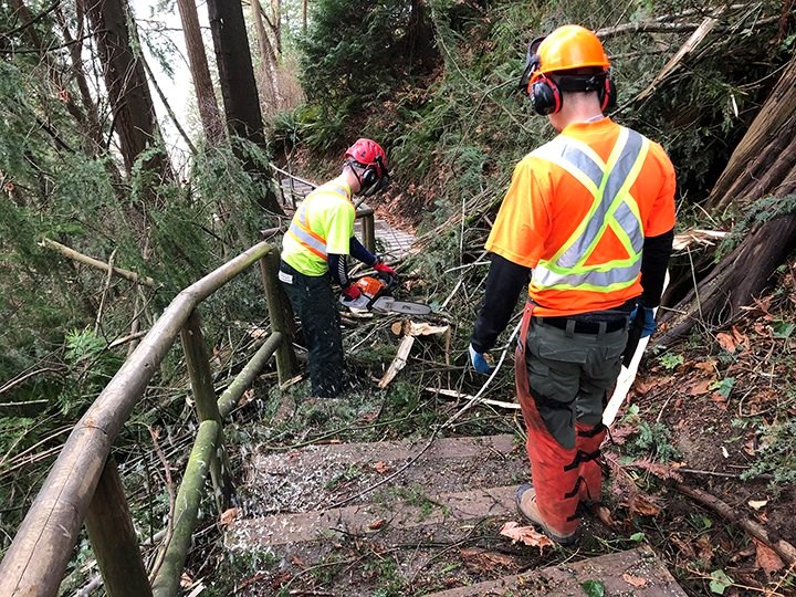 metro tree clearing