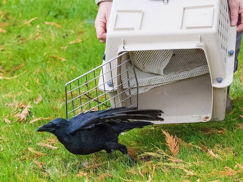 Powell River Orphaned Wildlife Society