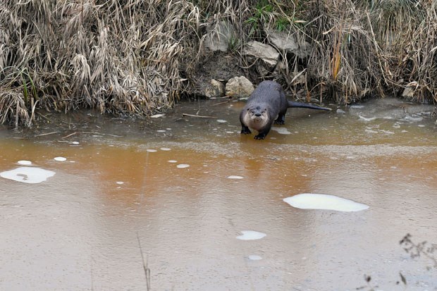 otter skate