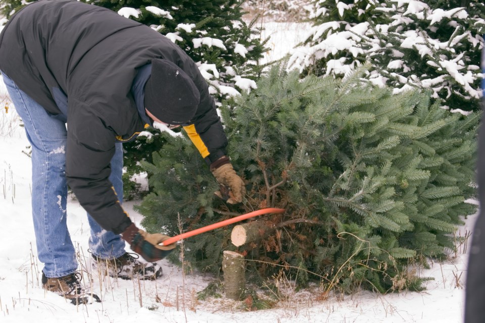 christmas tree cutting