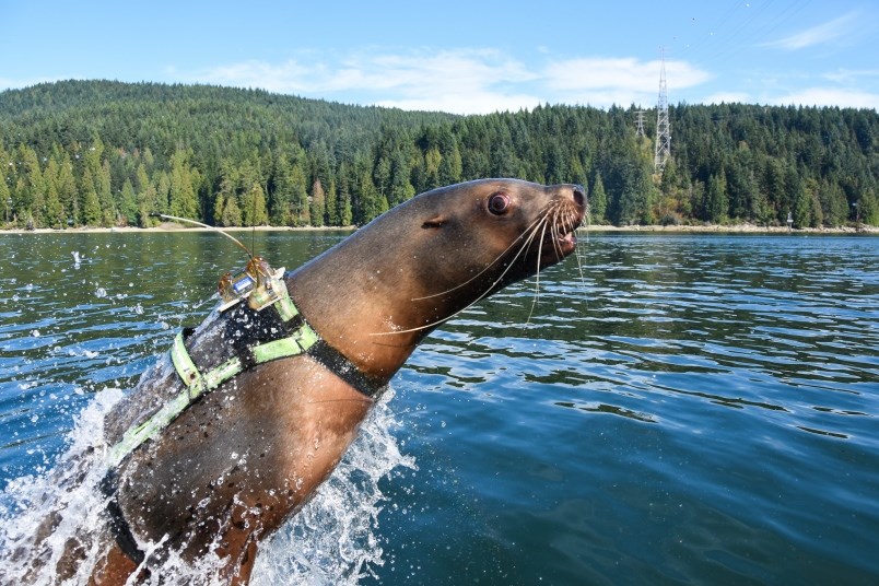 Sitka, a 22-year-old Steller sea lion, breaches the water during a training run up Burrard Inlet. She’s one of four animals at the Port Moody research station that will be returned to the Vancouver Aquarium while an ad-hoc group looks to secure funding