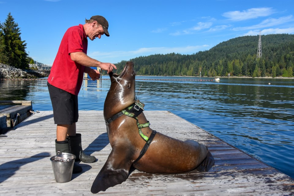 Trainer Nigel Waller checks the sea lions' gums and teeth every morning as part of their daily healt