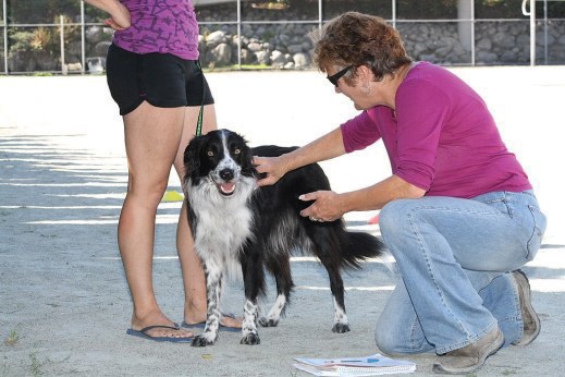 dog training