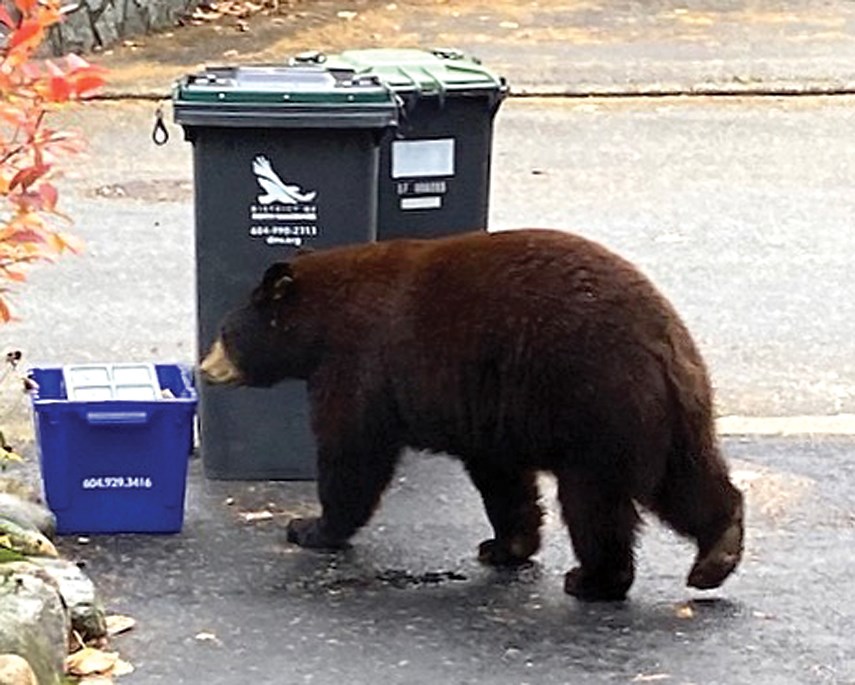 black bear Capilano