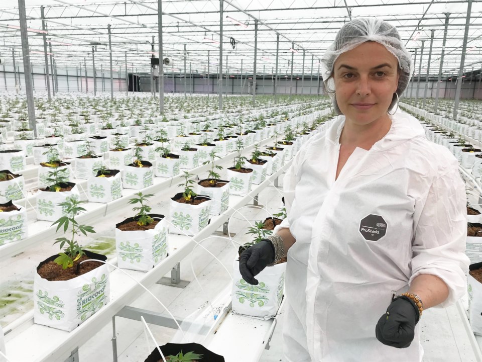 delta cannabis grower canopy