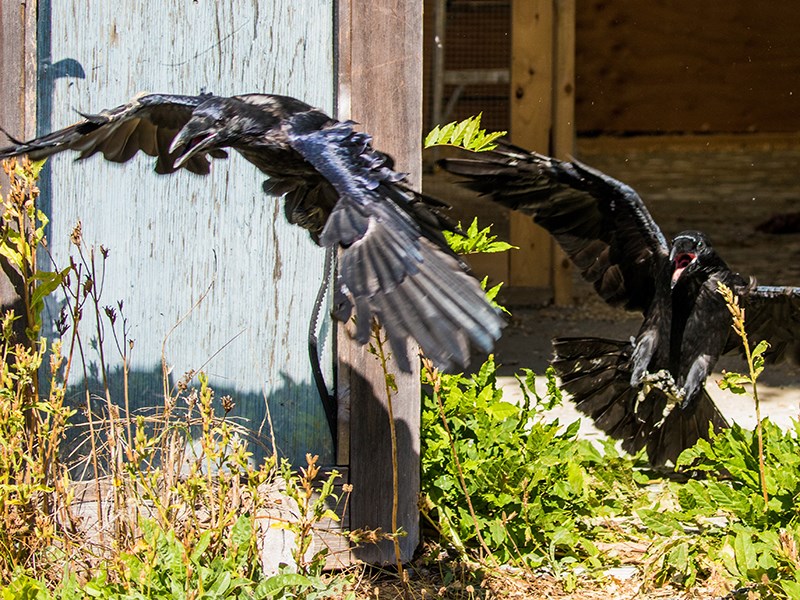 Powell River Orphaned Wildlife Society