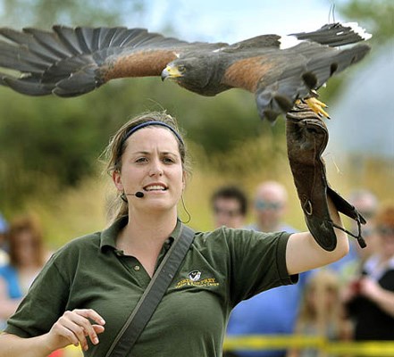 The Fourth Annual Richmond Raptor Festival at Terra Nova Rural Park had hundreds of birdwatchers and photographers out on Sunday. Robyn Radcliffe and her brother Jamie, from the Pacific Northwest Raptors Birds of Prey Centre in Duncan, BC, informed and entertained the crowds with her collection of birds. The Richmond Nature Park, Delta Naturists' Society and OWL (Orphan Wild Life) Society made everyone aware of the different variety of wildlife in our area.