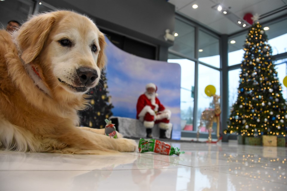 Kula, a 12-year-old Golden Retriever from Port Coquitlam, munches on dog treats after a photo shoot with Santa. Nearly $5,000 was raised for the BCSPCA over three days.