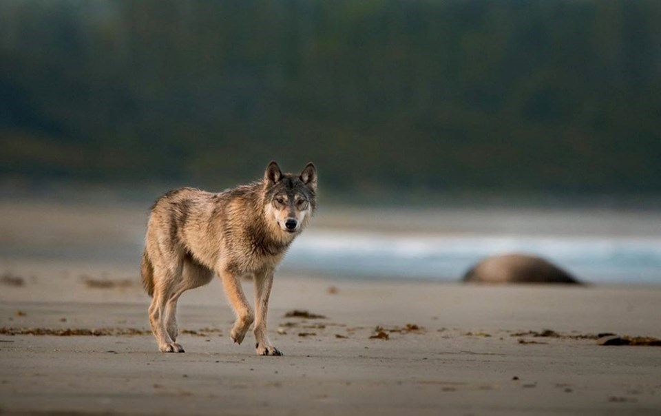 coastal wolf