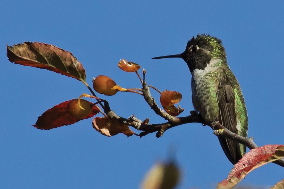 Anna’s hummingbird