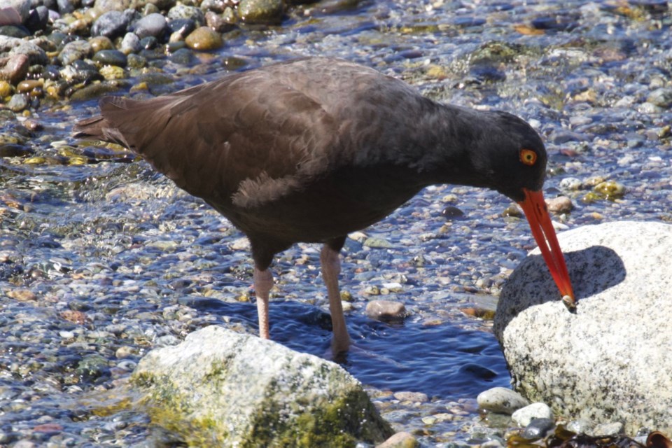 bird count