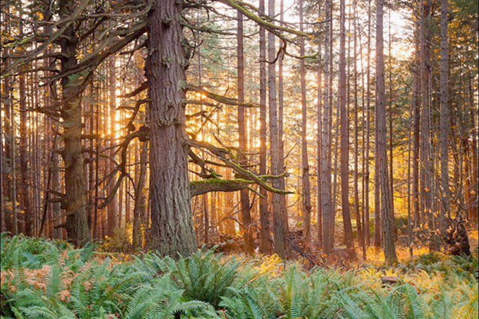 A coastal Douglas fir forest in Metchosin. Botanist David Douglas was the first explorer to identify and categorize the tree that now bears his name.